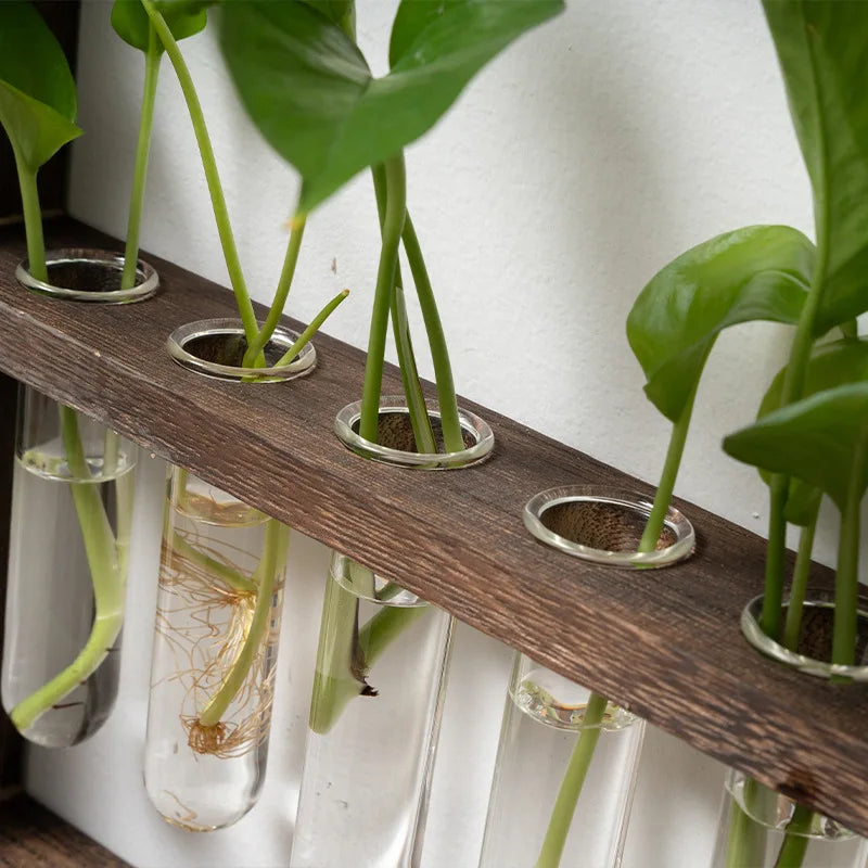 Plant Propagation Photo Frame to Display Your Garden Progress