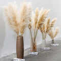 10-Piece Natural Dried Grass Plume Set