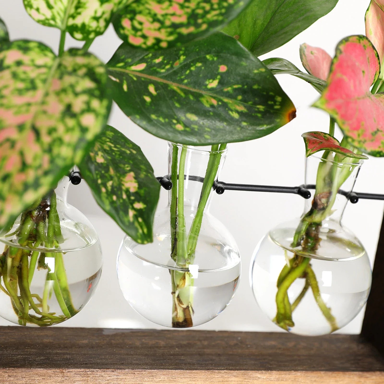 Multi-Tier Plant Propagation Stand for Easy Cloning and Growth