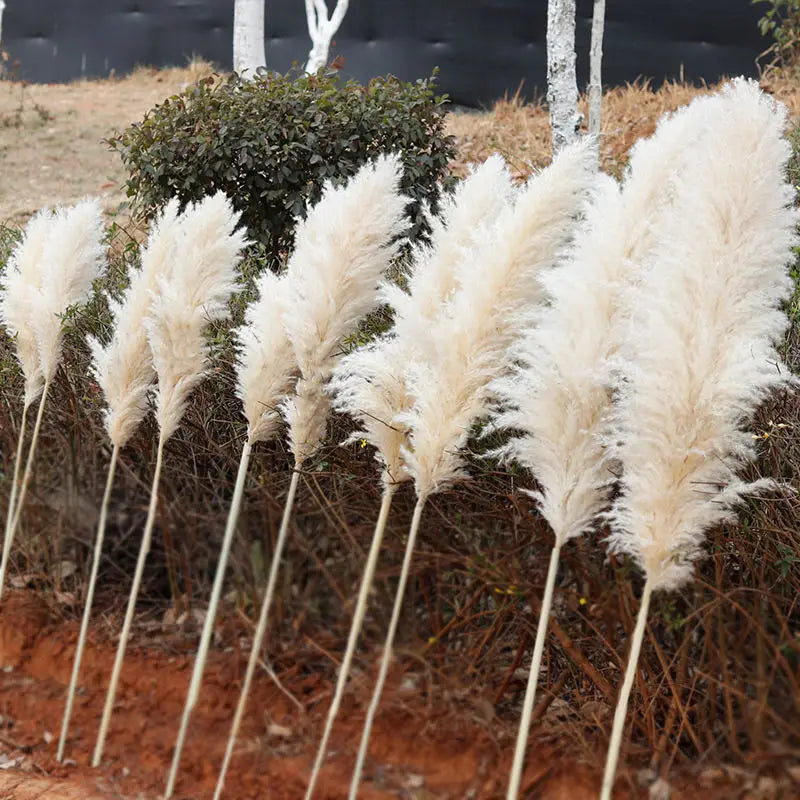 10-Piece Natural Dried Grass Plume Set
